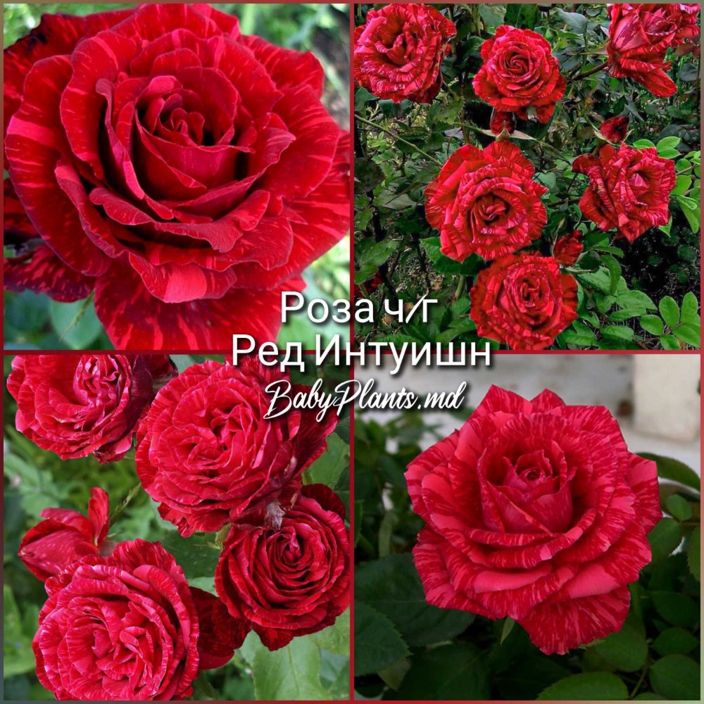 Роза ч/г Ред Интуишн класс АА