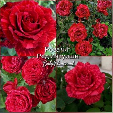 Роза ч/г Ред Интуишн класс АА
