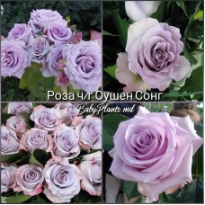 Роза ч/г Оушен Сонг класс АА