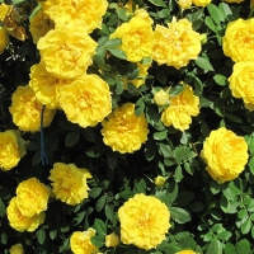 Роза парковая Консуэлла класс АА