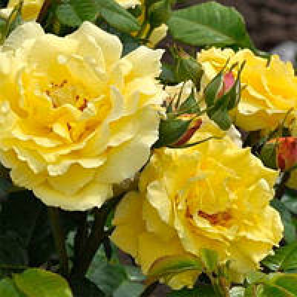 Роза парковая Консуэлла класс АА