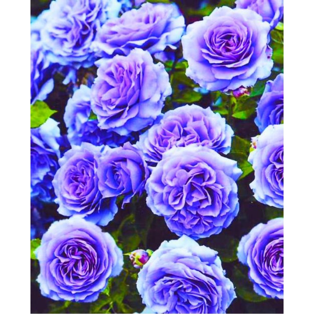 Trandafir cățărător Blue Moon clasa AA