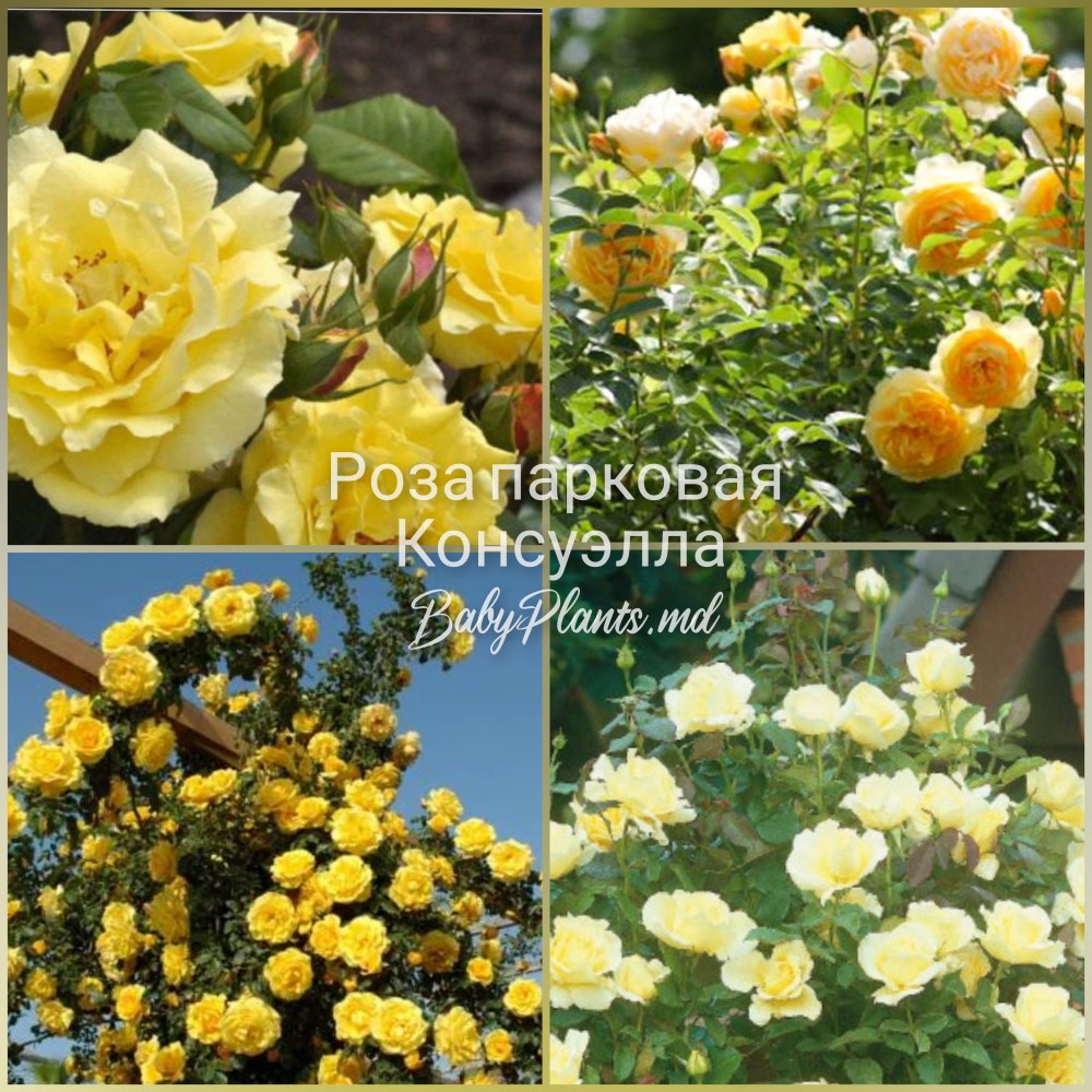 Роза парковая Консуэлла класс АА