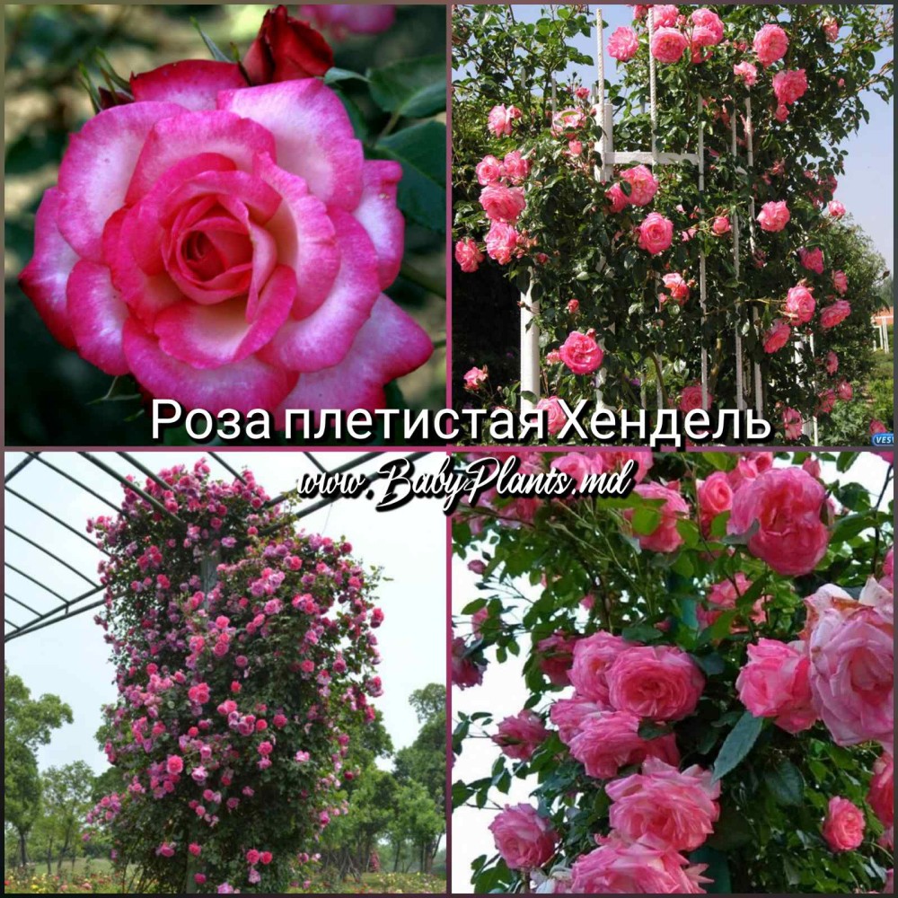 Trandafir cățărător Hendel clasa AA