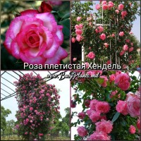 Trandafir cățărător Hendel clasa AA