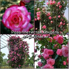 Trandafir cățărător Hendel clasa AA