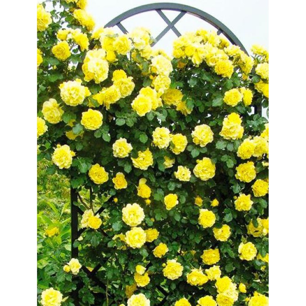 Trandafir catarator Golden Showers clasa AA