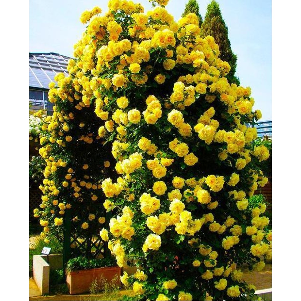 Trandafir catarator Golden Showers clasa AA