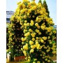 Trandafir catarator Golden Showers clasa AA