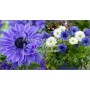 Anemone Duble Lord Lieutenant
