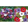 Anemone De Caen Mixed