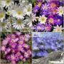 Anemone Anemone Blanda Mixed