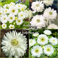 Anemone Duble Mount Everest