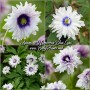 Anemone nemorosa Blue Eyes	