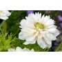 Anemone Duble Mount Everest