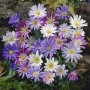Anemone Anemone Blanda Mixed