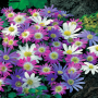Anemone Anemone Blanda Mixed