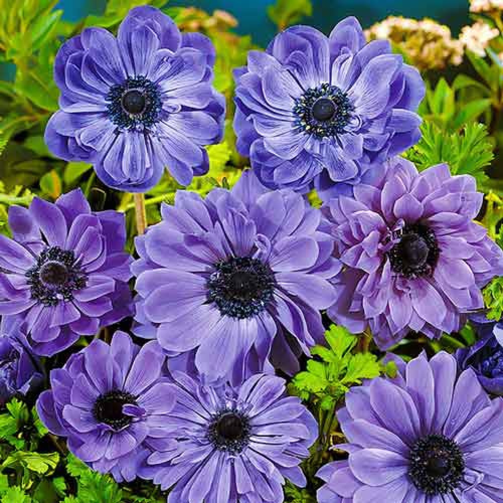 Anemone Duble Lord Lieutenant