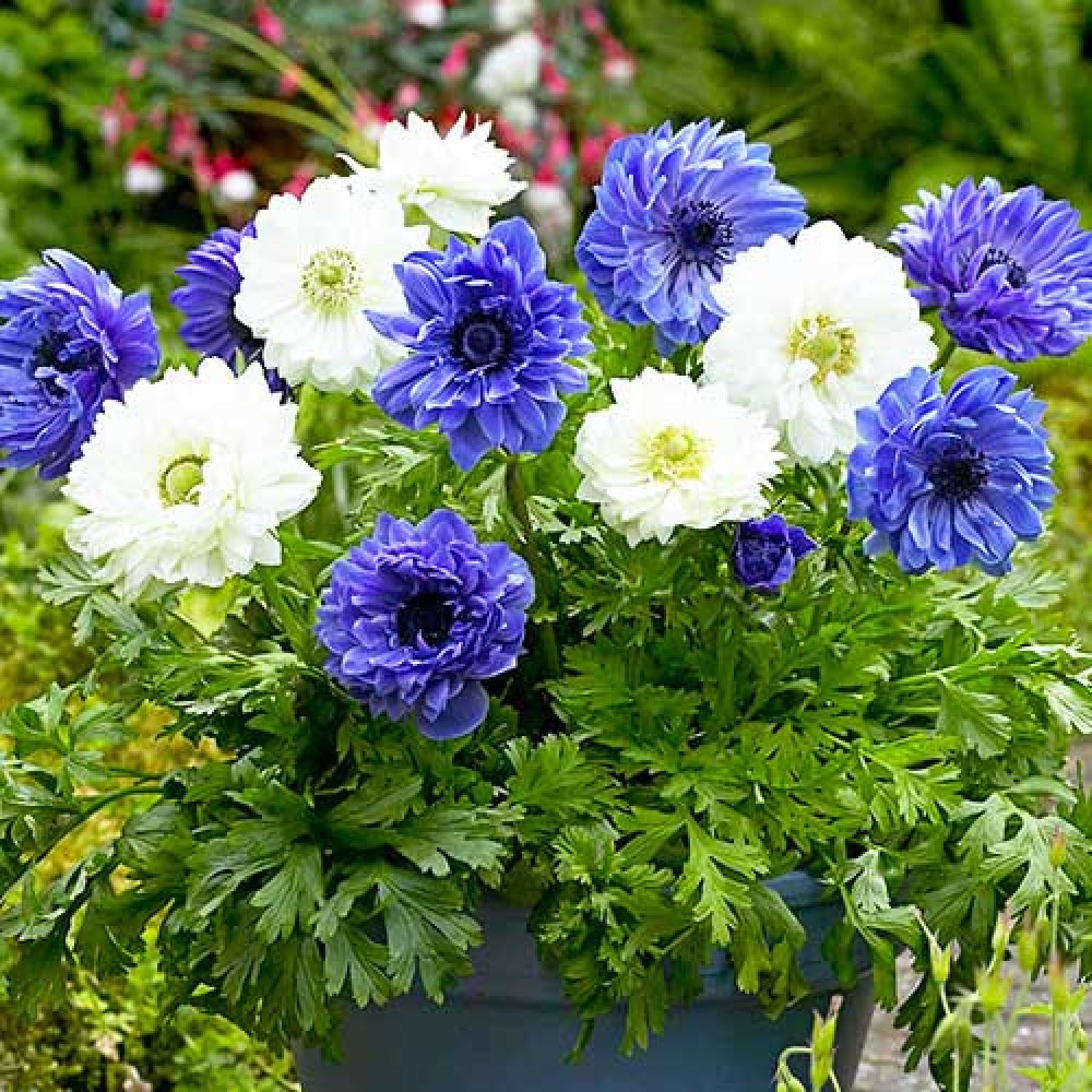 Anemone Duble Lord Lieutenant