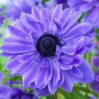 Anemone Duble Lord Lieutenant