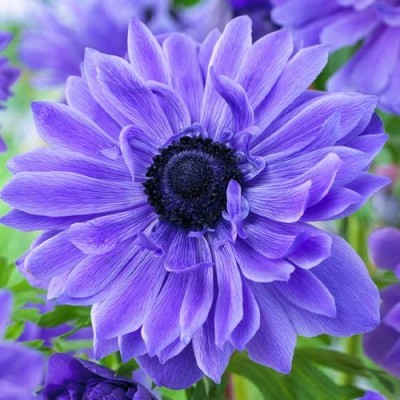 Anemone Duble Lord Lieutenant