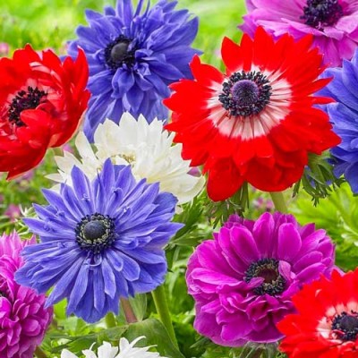 Anemone Duble St. Brigid Mixed