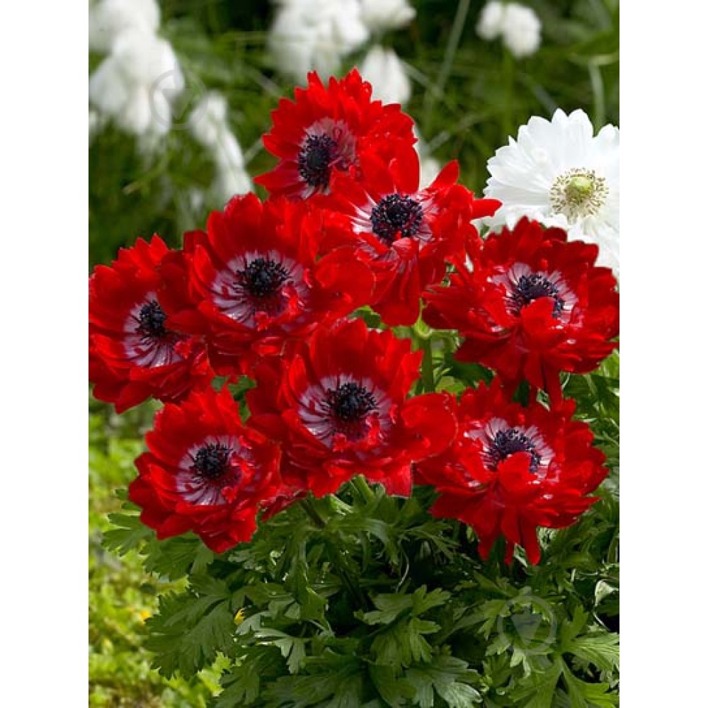 Anemone Duble The Governor