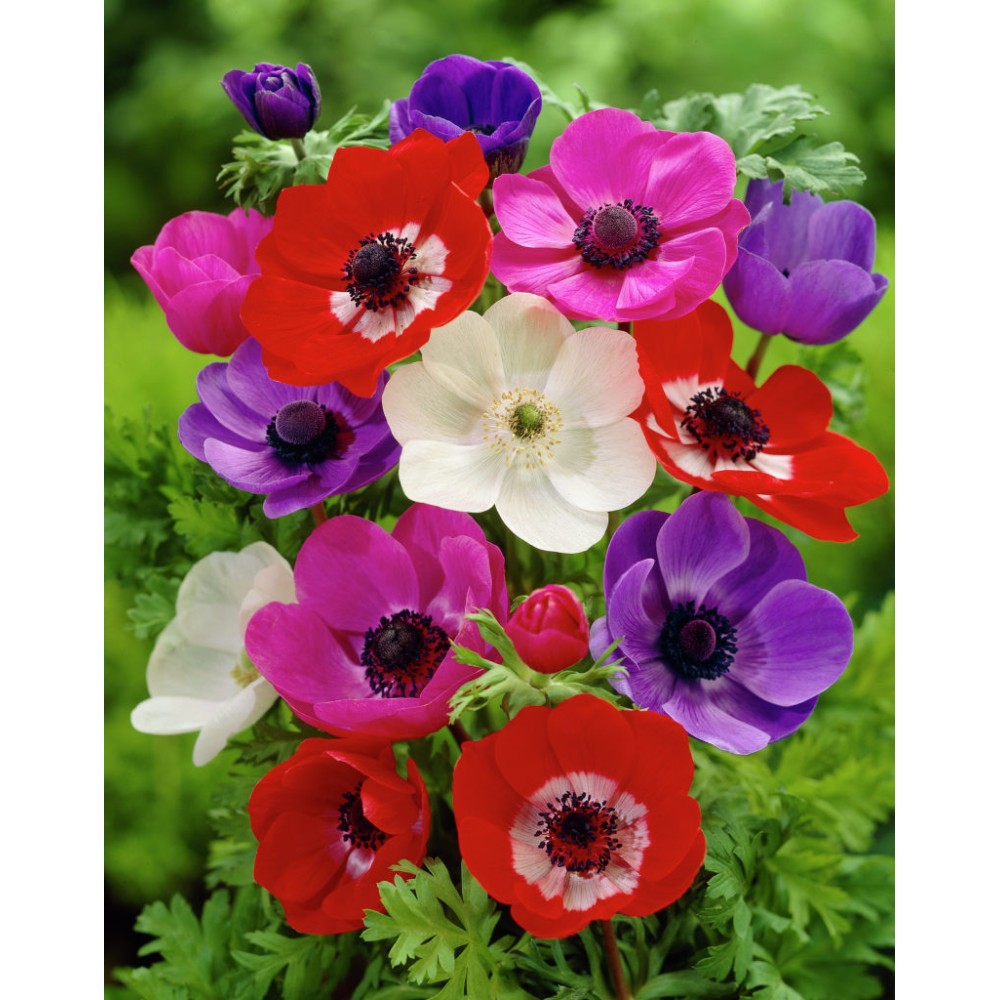 Anemone De Caen Mixed