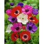 Anemone De Caen Mixed