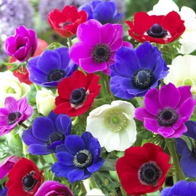 Anemone De Caen Mixed