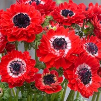 Anemone Duble The Governor