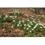 Anemone nemorosa Blue Eyes	