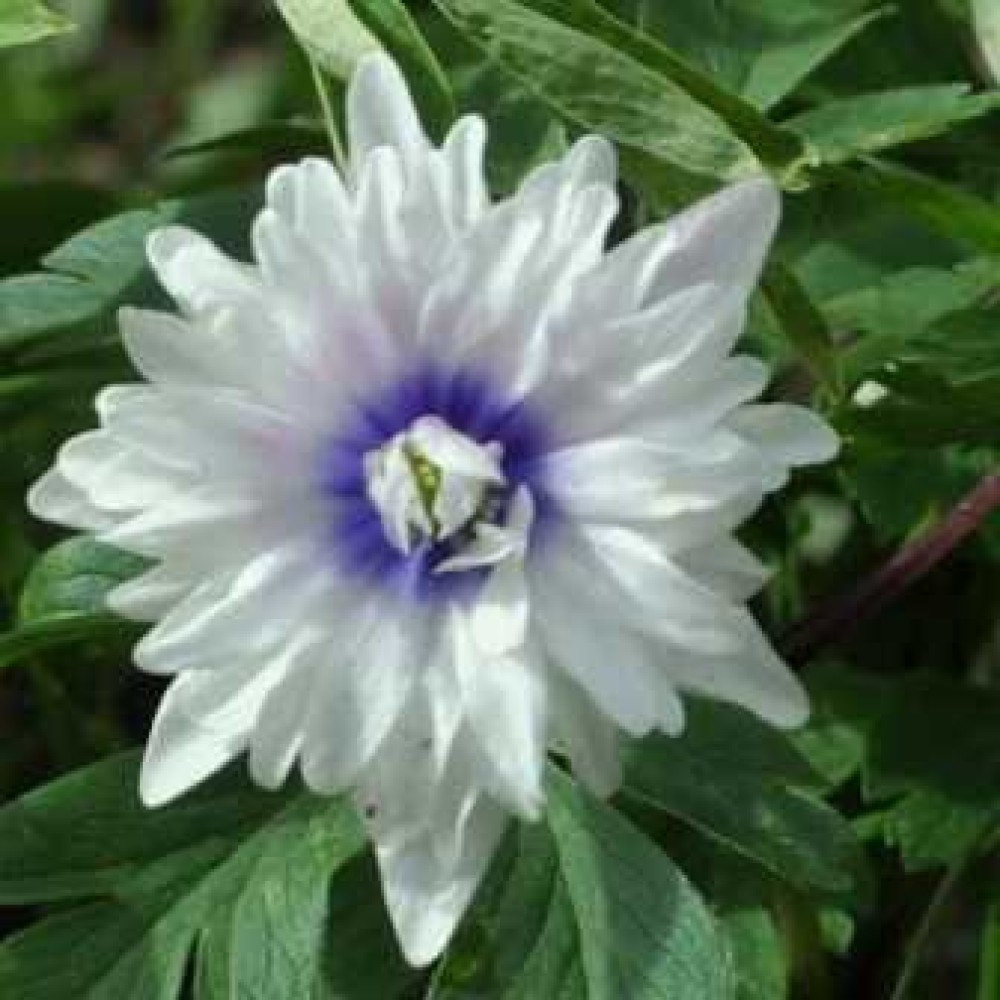 Anemone nemorosa Blue Eyes	