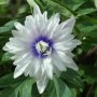 Anemone nemorosa Blue Eyes	