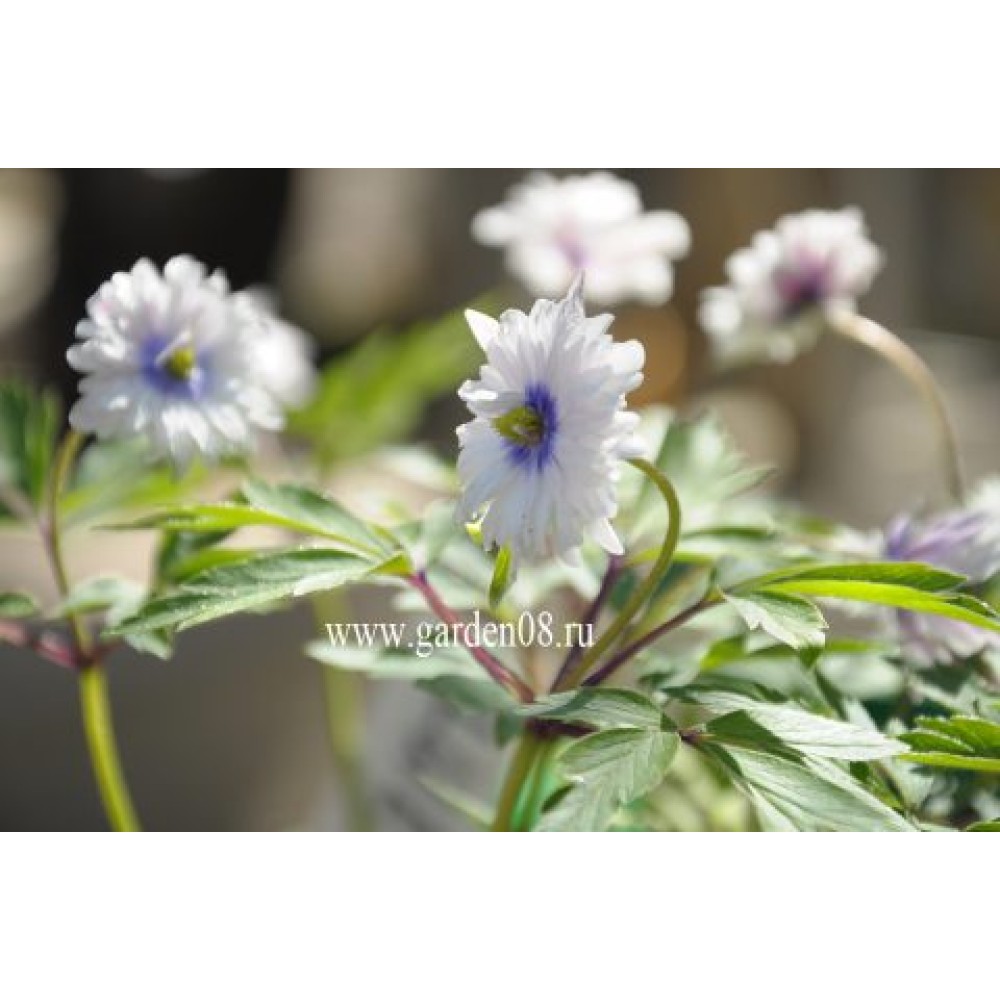 Anemone nemorosa Blue Eyes	