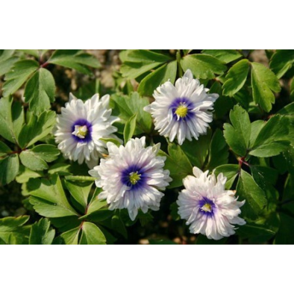 Anemone nemorosa Blue Eyes	