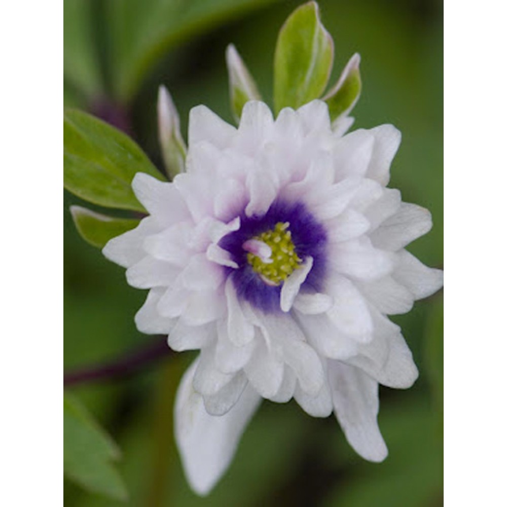 Anemone nemorosa Blue Eyes	