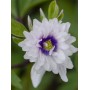 Anemone nemorosa Blue Eyes	