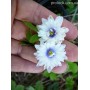 Anemone nemorosa Blue Eyes	