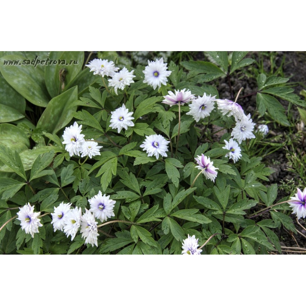 Anemone nemorosa Blue Eyes	