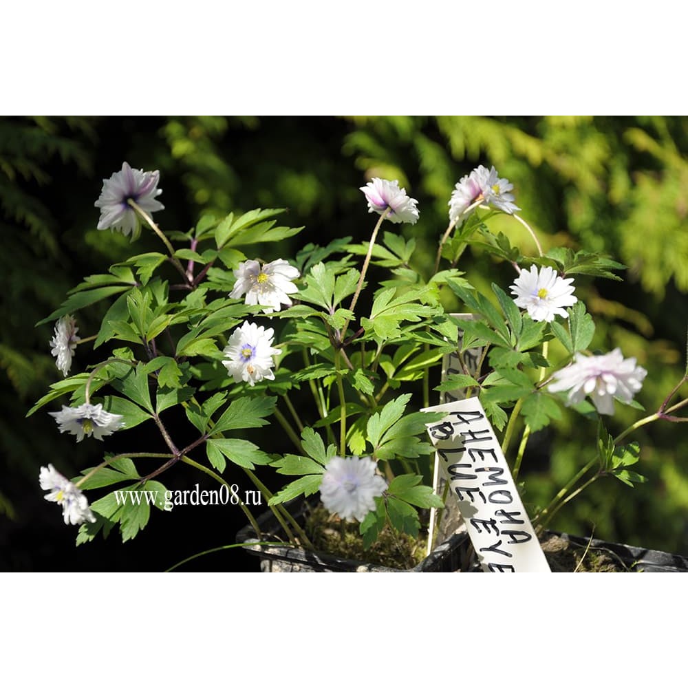 Anemone nemorosa Blue Eyes	