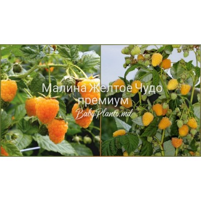 Малина Желтое Чудо премиум (малиновое дерево)