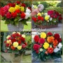 Begonia double mixed