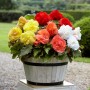 Begonia double mixed