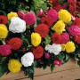 Begonia double mixed