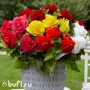 Begonia double mixed