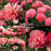 Bujor ierbos Lorelei