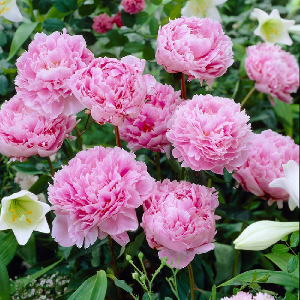 Bujor Sarah Bernhardt