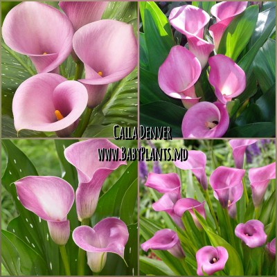 Calla Denver