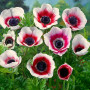Anemone Bicolor